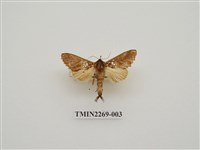 藏品(碎金斑舟蛾)的圖片